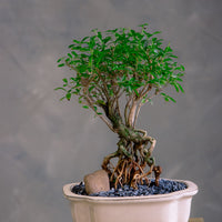 Serissa Japonica - Tree of a Thousand Stars