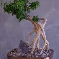 Bougainvillea Bonsai