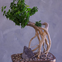 Bougainvillea Bonsai