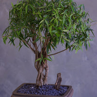 Bonsai tree in a pot on a gray background