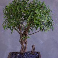 Bonsai tree in a pot on a gray background