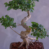 Bonsai tree with a ring on a gray background