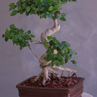 Bonsai tree with twisted trunk on a gray background