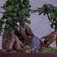 Bonsai trees in pots with a natural rock