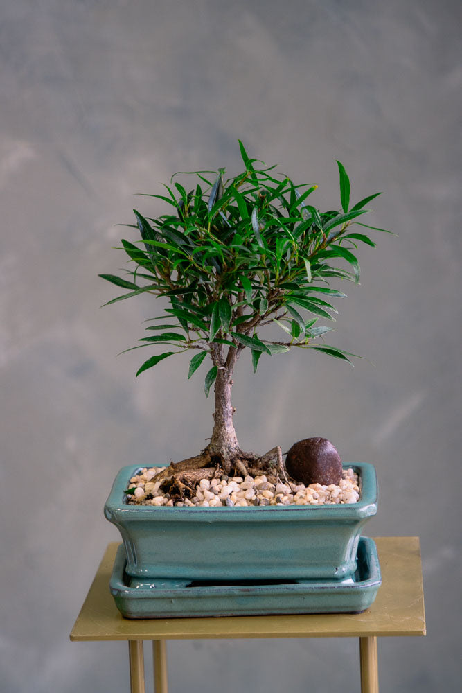 willow leaf fig bonsai tree Willow-Leaf Fig – Bonsai Ottawa