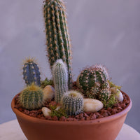 Desert Garden
