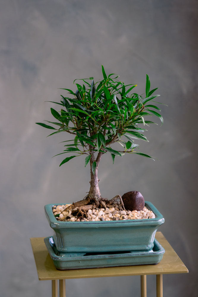 willow leaf ficus bonsai tree Willow-Leaf Fig – Bonsai Ottawa