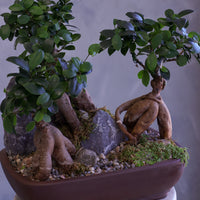 Bonsai trees in a pot with decorative elements on a white pedestal against a gray background