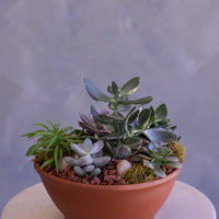 Desert Garden