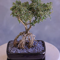 Bonsai tree in a pot on a white surface with a gray background