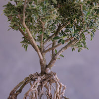 Bonsai tree with roots exposed on a gray background