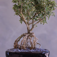 Bonsai tree with intricate root system in a pot on a neutral background