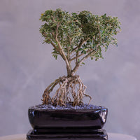 Bonsai tree in a pot on a white pedestal against a gray background