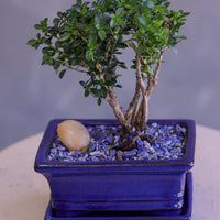 Bonsai tree in a blue pot on a neutral background