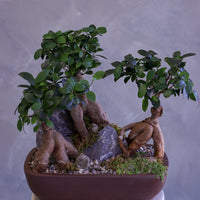 Bonsai tree in a pot on a pedestal against a gray background