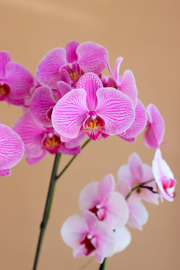 Orchid, Orchids, Potted Orchid, Orchid Duo, Styled Orchids, Purple Orchid, Yellow Orchid, White Orchid, Pink Orchid, Orchid in Ottawa,