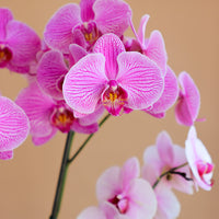 Orchid, Orchids, Potted Orchid, Orchid Duo, Styled Orchids, Purple Orchid, Yellow Orchid, White Orchid, Pink Orchid, Orchid in Ottawa,