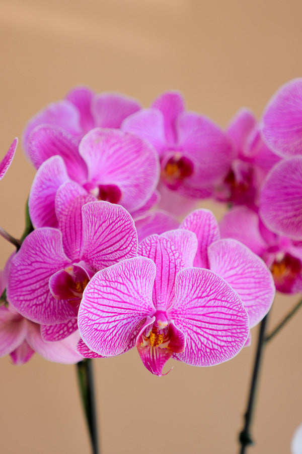 Orchid, Orchids, Potted Orchid, Orchid Duo, Styled Orchids, Purple Orchid, Yellow Orchid, White Orchid, Pink Orchid, Orchid in Ottawa,