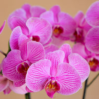 Orchid, Orchids, Potted Orchid, Orchid Duo, Styled Orchids, Purple Orchid, Yellow Orchid, White Orchid, Pink Orchid, Orchid in Ottawa,