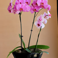 Orchid, Orchids, Potted Orchid, Orchid Duo, Styled Orchids, Purple Orchid, Yellow Orchid, White Orchid, Pink Orchid, Orchid in Ottawa,
