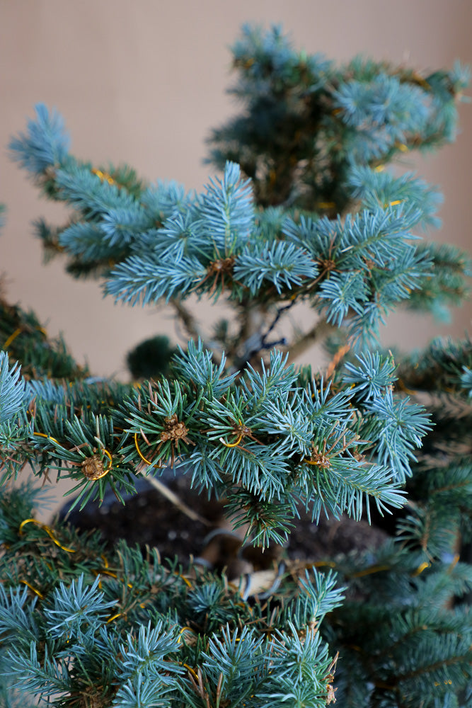 Colorado Spruce - Pre-Bonsai  Bonsai Ottawa
