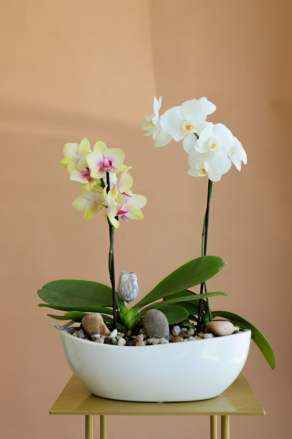 Orchid, Orchids, Potted Orchid, Orchid Duo, Styled Orchids, Purple Orchid, Yellow Orchid, White Orchid, Pink Orchid, Orchid in Ottawa,