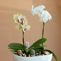 Orchid, Orchids, Potted Orchid, Orchid Duo, Styled Orchids, Purple Orchid, Yellow Orchid, White Orchid, Pink Orchid, Orchid in Ottawa,