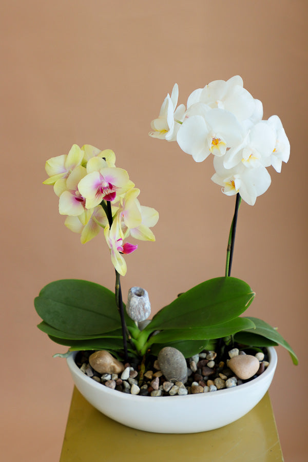 Orchid, Orchids, Potted Orchid, Orchid Duo, Styled Orchids, Purple Orchid, Yellow Orchid, White Orchid, Pink Orchid, Orchid in Ottawa,