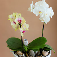 Orchid, Orchids, Potted Orchid, Orchid Duo, Styled Orchids, Purple Orchid, Yellow Orchid, White Orchid, Pink Orchid, Orchid in Ottawa,