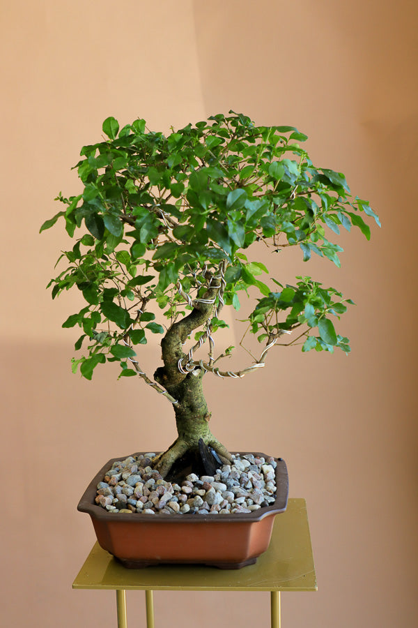 Ligustrum Sinese