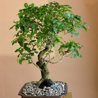 Ligustrum Sinese | Chinese Privet