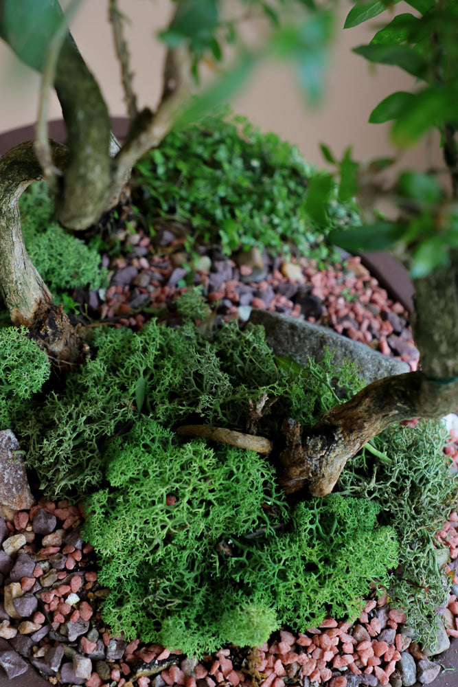 Serissa Japonica - Tree of a Thousand Stars