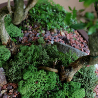 Serissa Japonica - Tree of a Thousand Stars