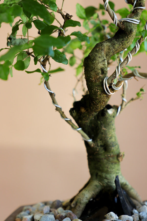 Ligustrum Sinese | Chinese Privet