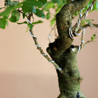 Ligustrum Sinese | Chinese Privet