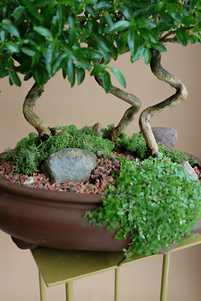 Serissa Japonica - Tree of a Thousand Stars