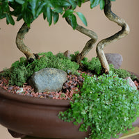 Serissa Japonica - Tree of a Thousand Stars