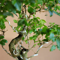 Ligustrum Sinese | Chinese Privet