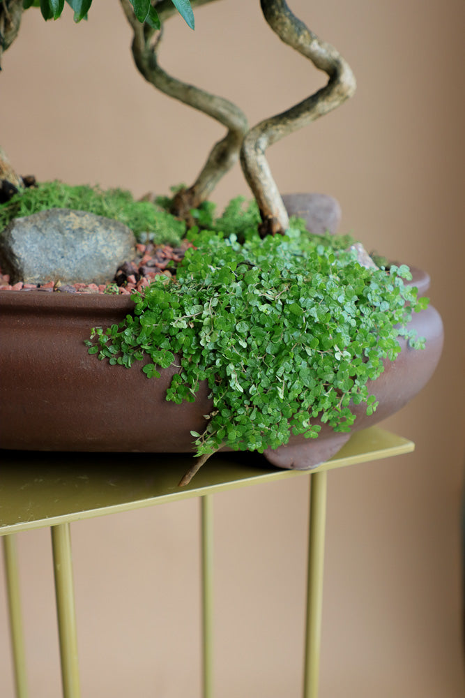 Serissa Japonica - Tree of a Thousand Stars