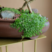 Serissa Japonica - Tree of a Thousand Stars