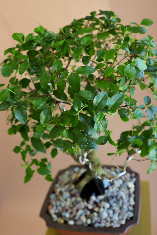 Ligustrum Sinese | Chinese Privet