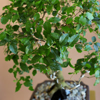 Ligustrum Sinese | Chinese Privet