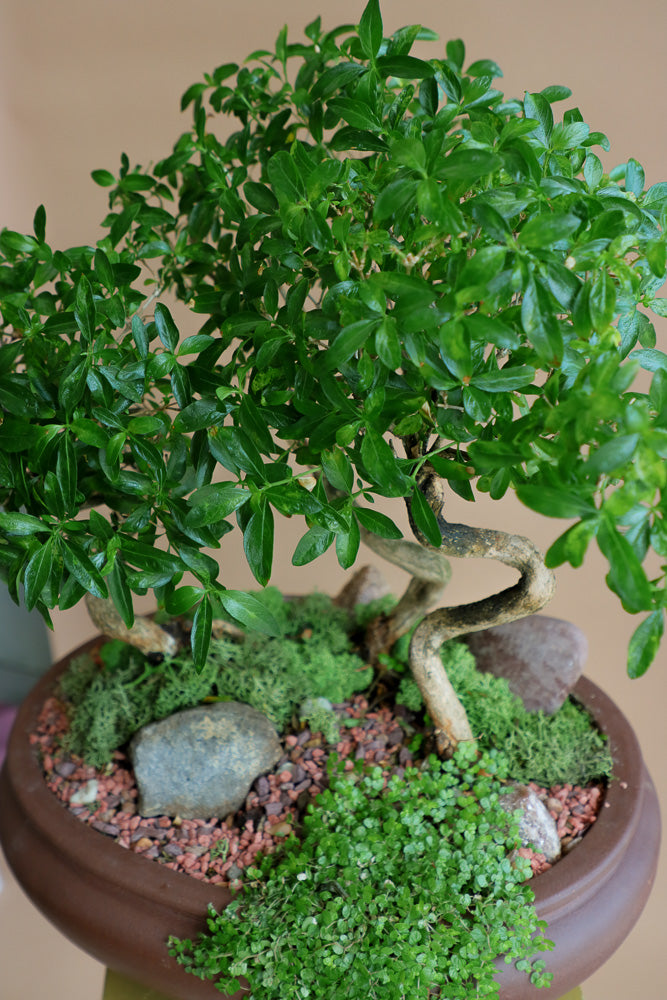 Serissa Japonica - Tree of a Thousand Stars