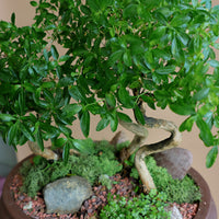 Serissa Japonica - Tree of a Thousand Stars