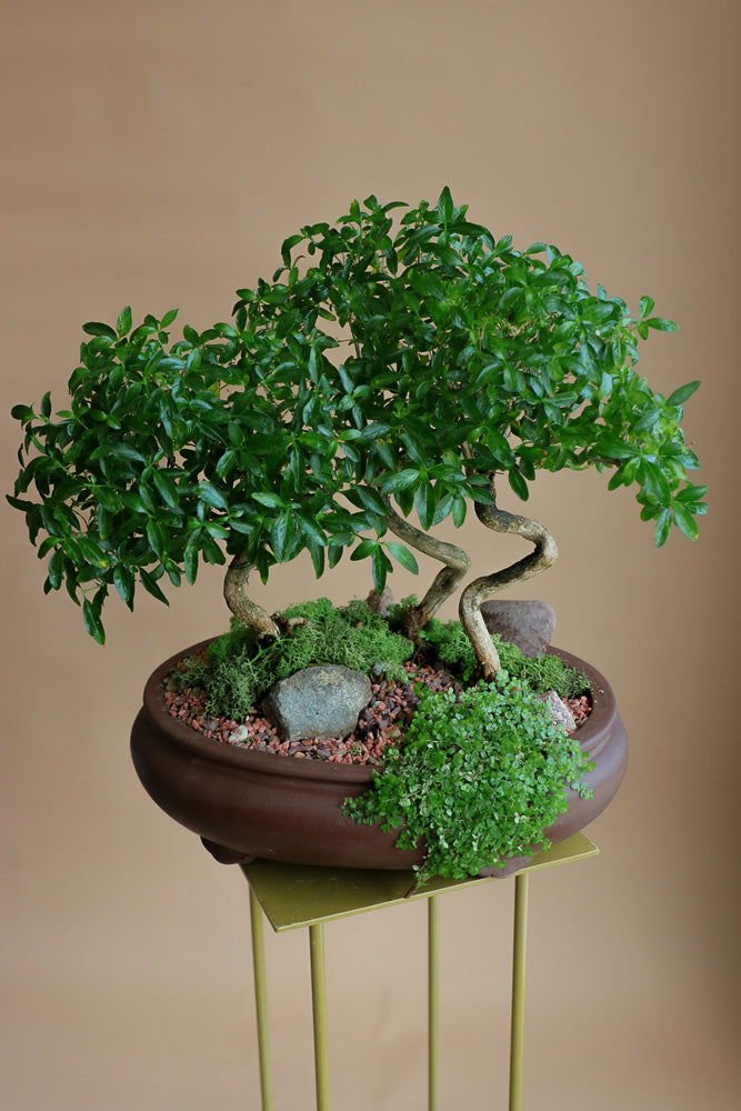 Serissa Japonica - Tree of a Thousand Stars