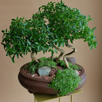 Serissa Japonica - Tree of a Thousand Stars