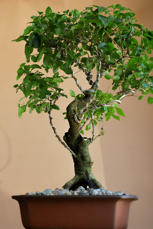 Ligustrum Sinese | Chinese Privet