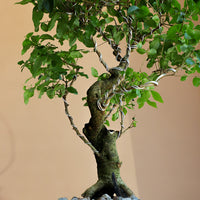 Ligustrum Sinese | Chinese Privet