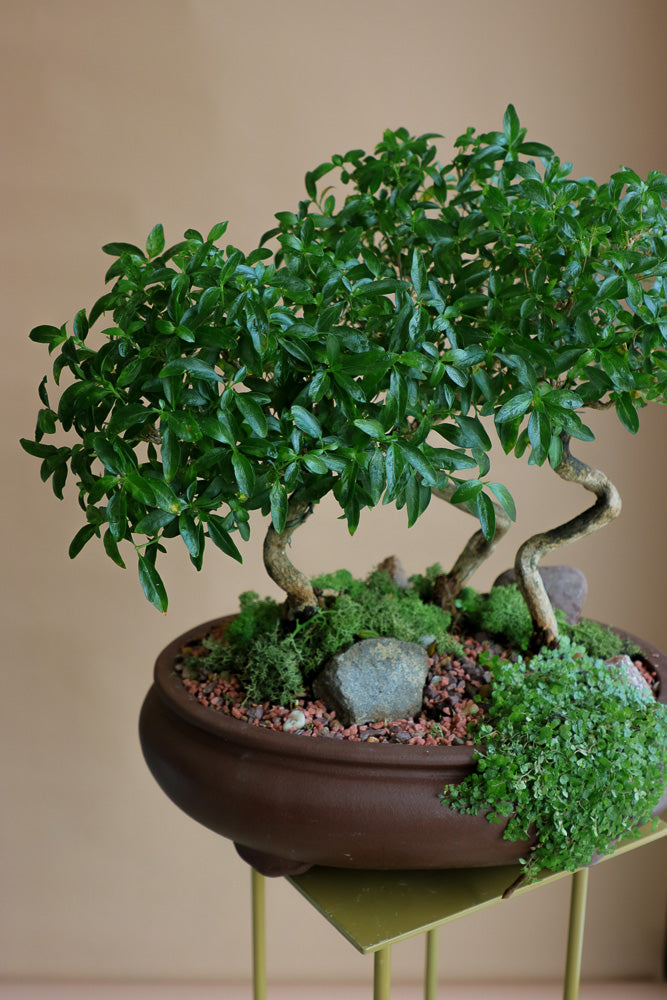 tree of a thousand stars bonsai care Serissa Japonica
