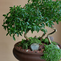 Serissa Japonica - Tree of a Thousand Stars